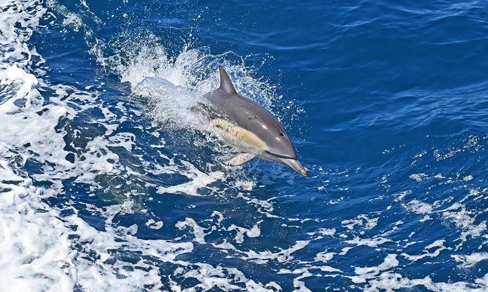 Wilsons Promontory Scenic Lunch Cruise - Book Now | Experience Oz-5