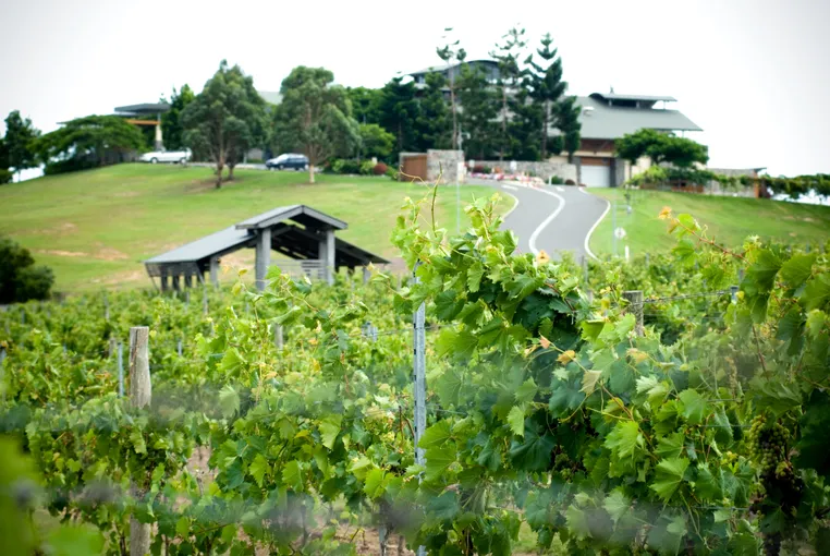 Sirromet Winery Behind the Scenes Tour with Wine Tasting | Experience Oz
