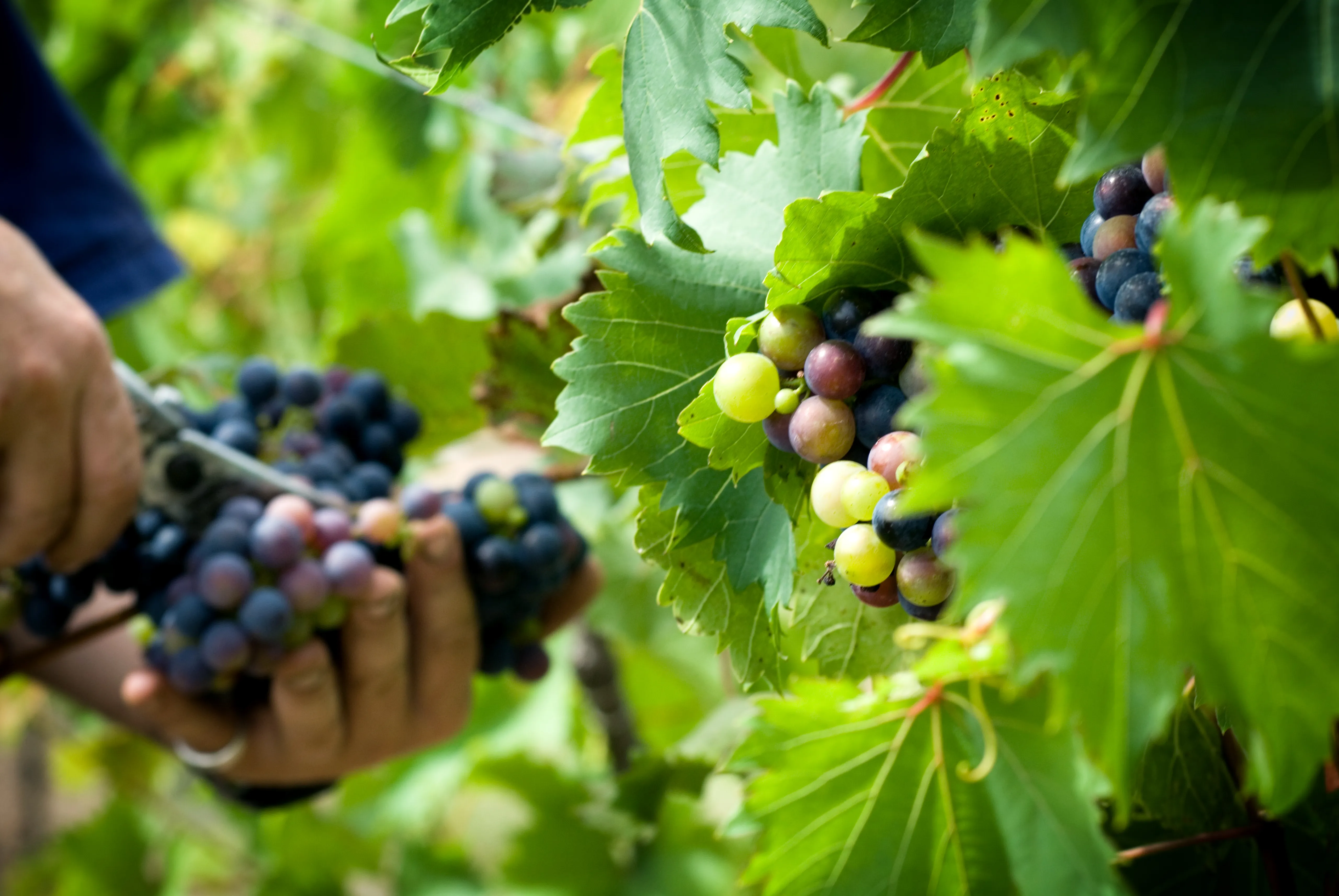 Sirromet Winery Behind the Scenes Tour with Wine Tasting | Experience Oz-5