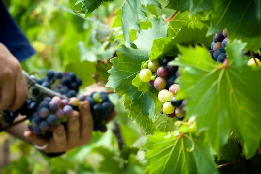 Sirromet Winery Tours and Tastings