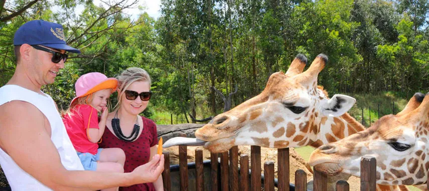 Australia Zoo Entry and Sunshine Coast Transfers | Experience Oz