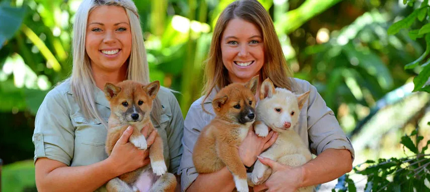 Australia Zoo Entry and Sunshine Coast Transfers | Experience Oz