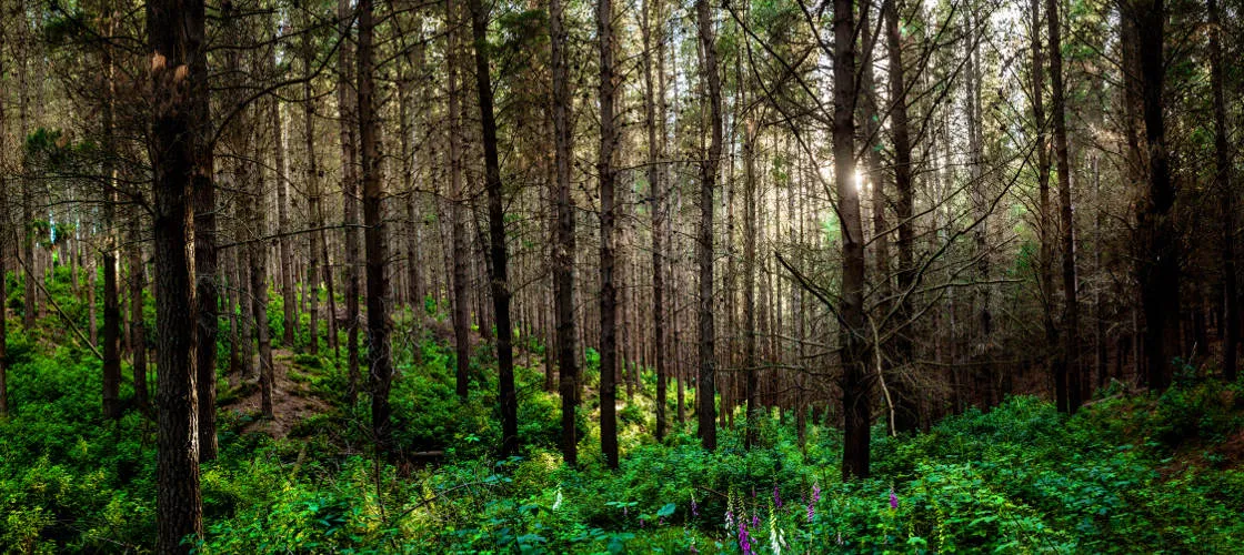 Christchurch Adventure Park Chairlift - Book Now | Experience Oz-5