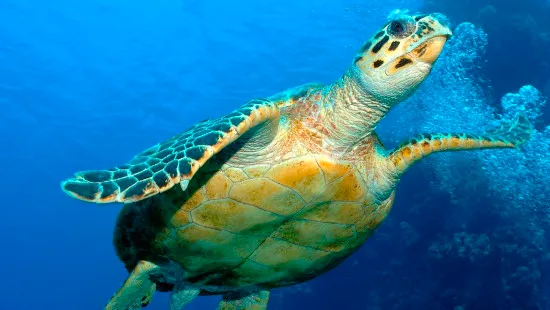 Hervey Bay Marine Eco Cruise | Experience Oz