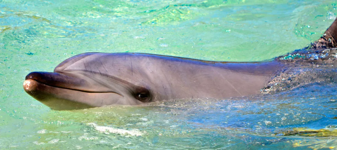 Hervey Bay Marine Eco Cruise | Experience Oz-3