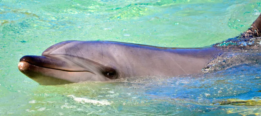Hervey Bay Marine Eco Cruise | Experience Oz