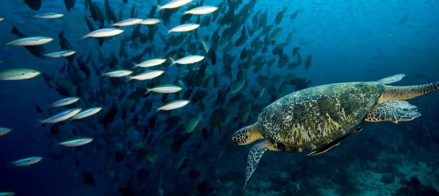 Hervey Bay Marine Eco Cruise | Experience Oz