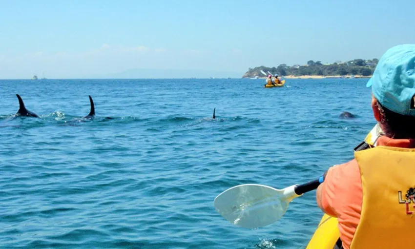 Sea Kayaking Tour - Dolphin Sanctuary and Point Nepean - Port Phillip Bay