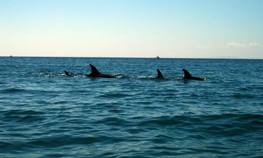 Sea Kayaking Tour - Dolphin Sanctuary and Point Nepean - Port Phillip Bay