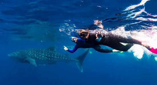 Exmouth Ningaloo Whale Shark Swim & Cruise | Experience Oz