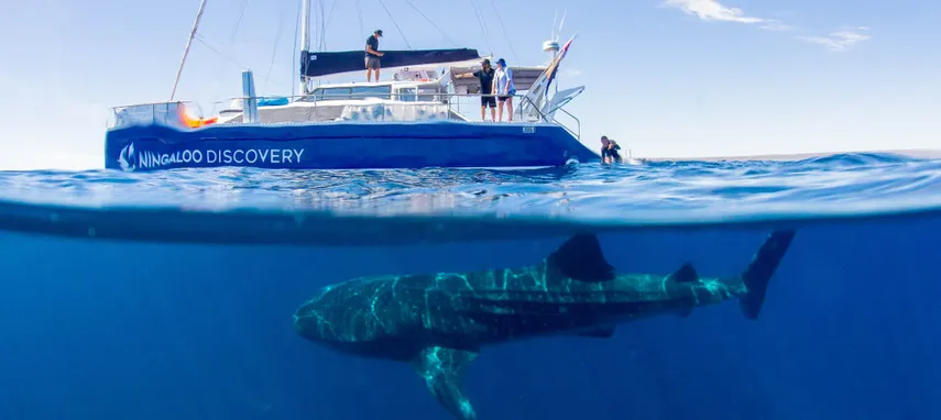 Exmouth Ningaloo Whale Shark Swim & Cruise | Experience Oz