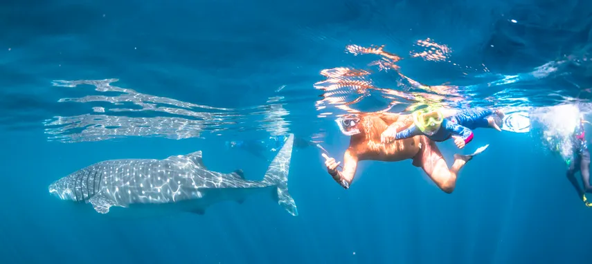 Exmouth Ningaloo Whale Shark Swim & Cruise | Experience Oz