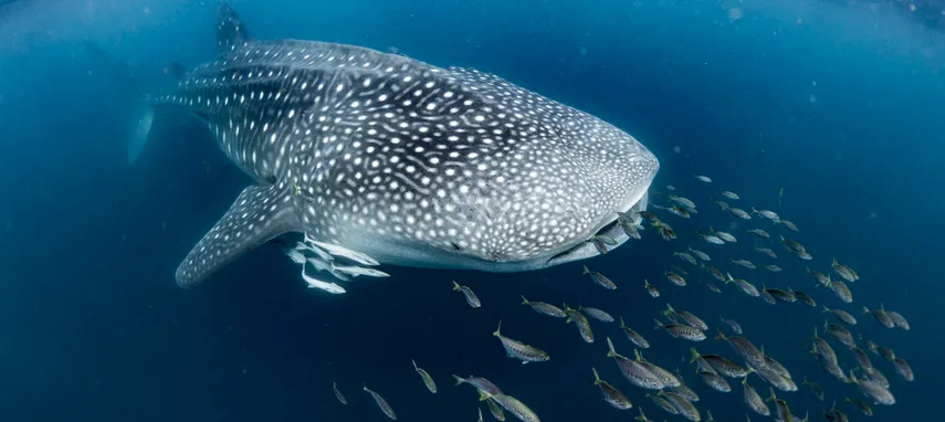 Exmouth Ningaloo Whale Shark Swim & Cruise | Experience Oz