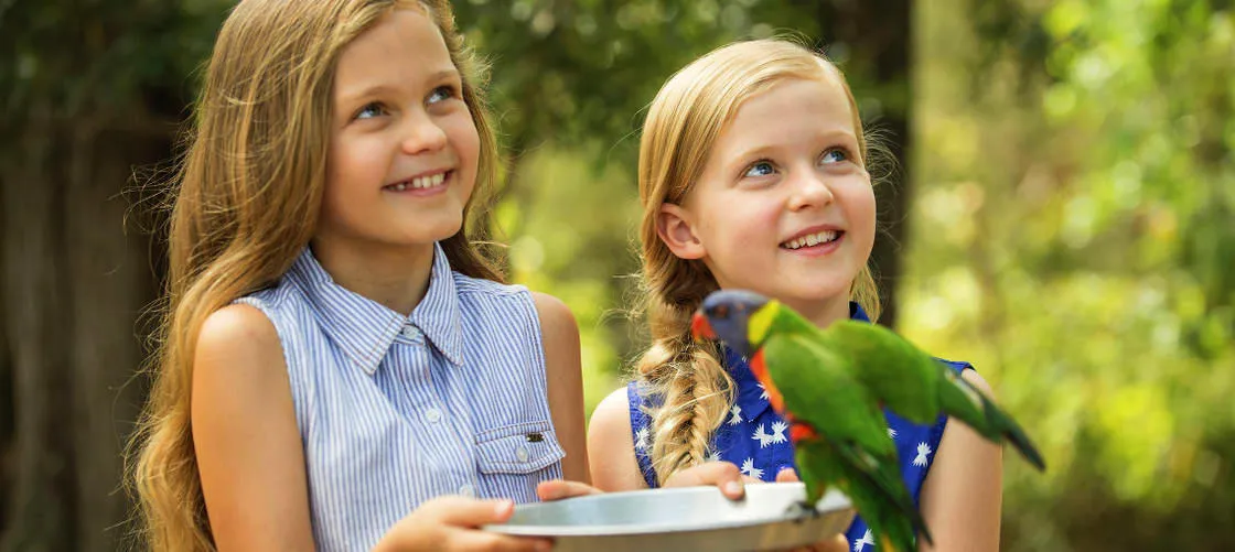 Gold Coast Paradise Country Koala Breakfast - Book Now | Experience Oz-3