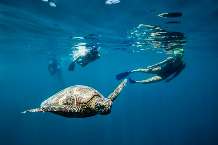 Whitsundays Outer Reef Day Tour ex Port of Airlie | Experience Oz