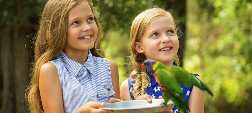 Gold Coast Paradise Country Koala Breakfast - Book Now | Experience Oz