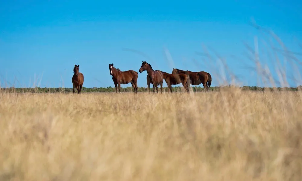 Willie Creek Pearl Farm Tour from Broome - Buy Now | Experience Oz-6