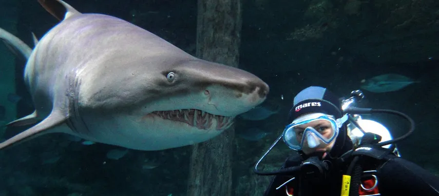Sydney Aquarium Shark Dive - Book Now | Experience Oz