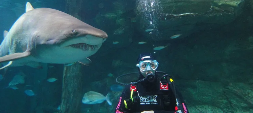 Sydney Aquarium Shark Dive - Book Now | Experience Oz