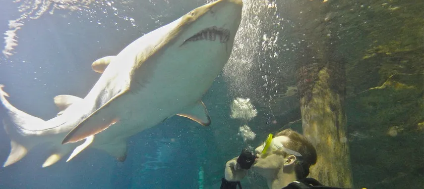 Sydney Aquarium Shark Dive - Book Now | Experience Oz