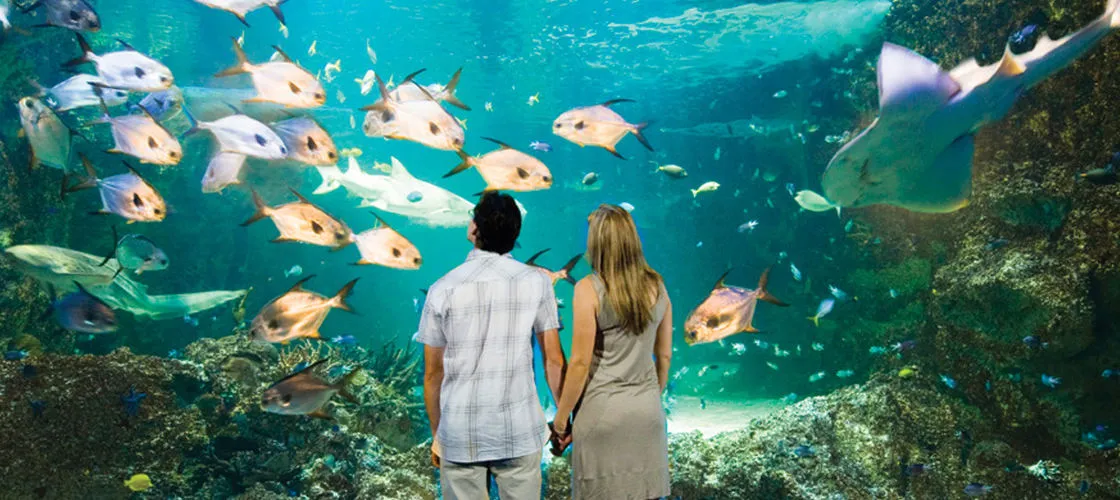 Sydney Aquarium Shark Dive - Book Now | Experience Oz-6