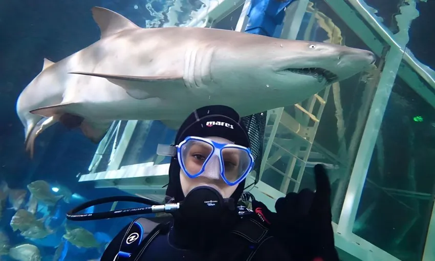 Sydney Aquarium Shark Dive - Book Now | Experience Oz