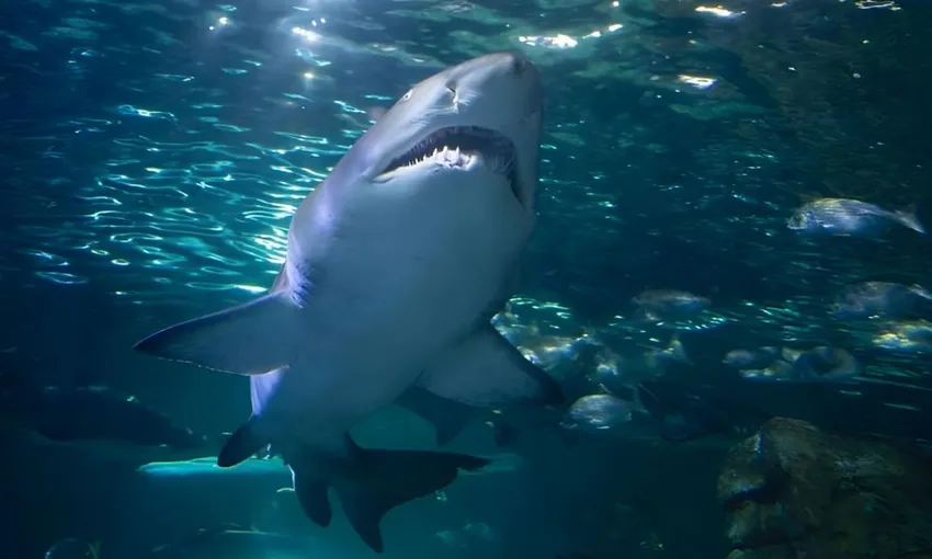 Sydney Aquarium Shark Dive - Book Now | Experience Oz