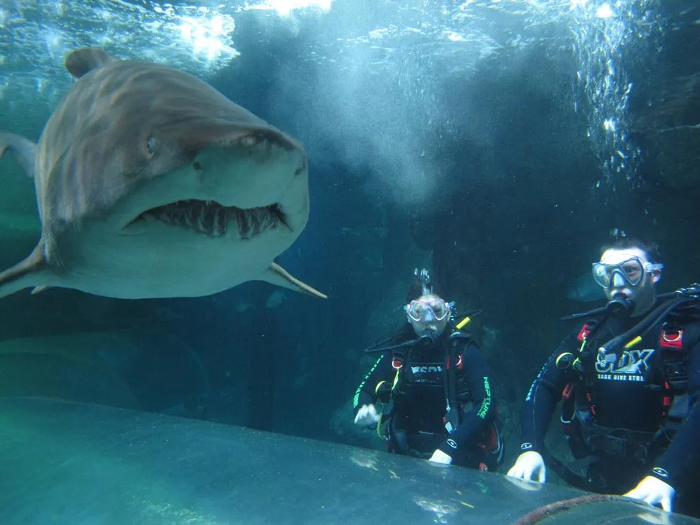 Sydney Aquarium Shark Dive - Book Now | Experience Oz-7