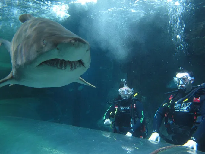 Sydney Aquarium Shark Dive - Book Now | Experience Oz