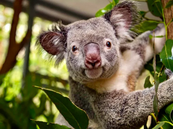 Kuranda Rainforest Day Tour with Return Transfers | Experience Oz