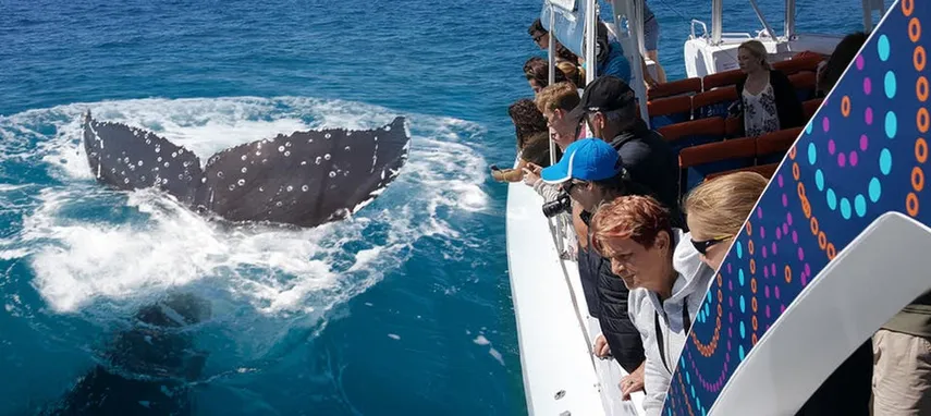 3 Hour Whale Watching Cruise from Hervey Bay | Experience Oz + NZ
