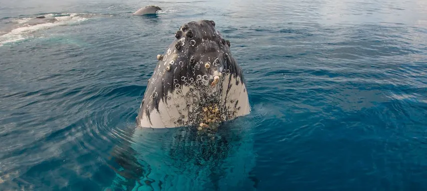 3 Hour Whale Watching Cruise from Hervey Bay | Experience Oz + NZ