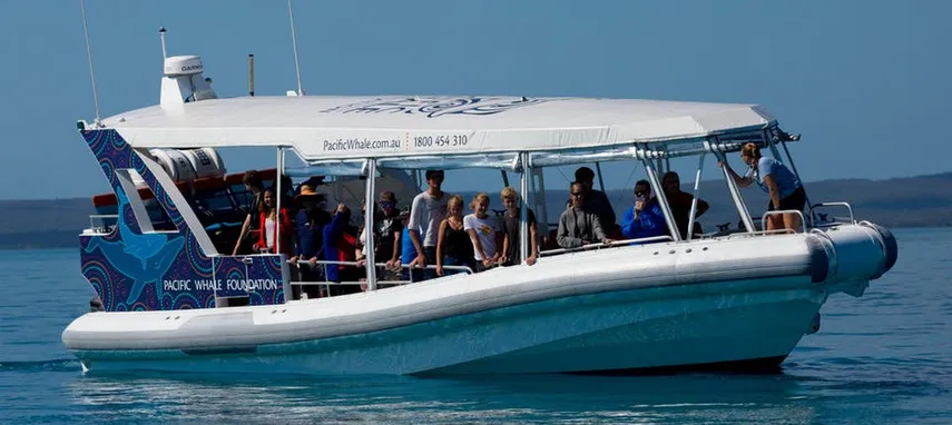 3 Hour Whale Watching Cruise from Hervey Bay | Experience Oz + NZ