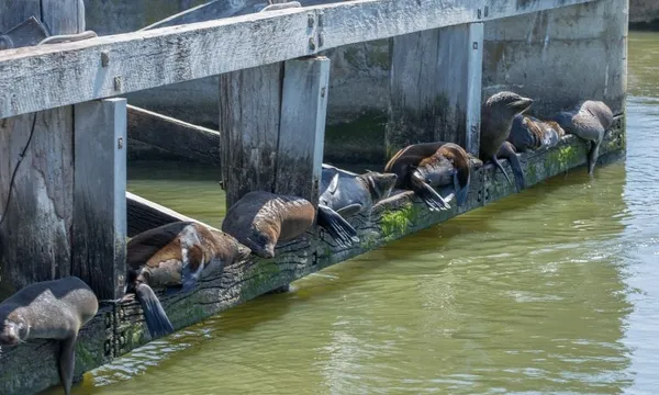 Coorong Full Day Cruise including Lunch