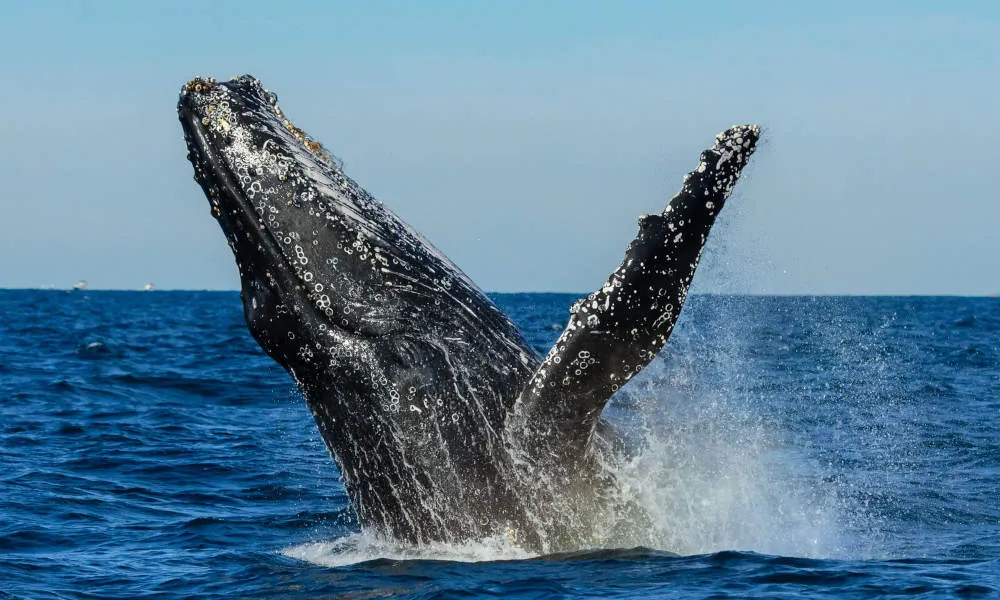 Sydney Breakfast Whale Watch Cruise | Experience Oz-3