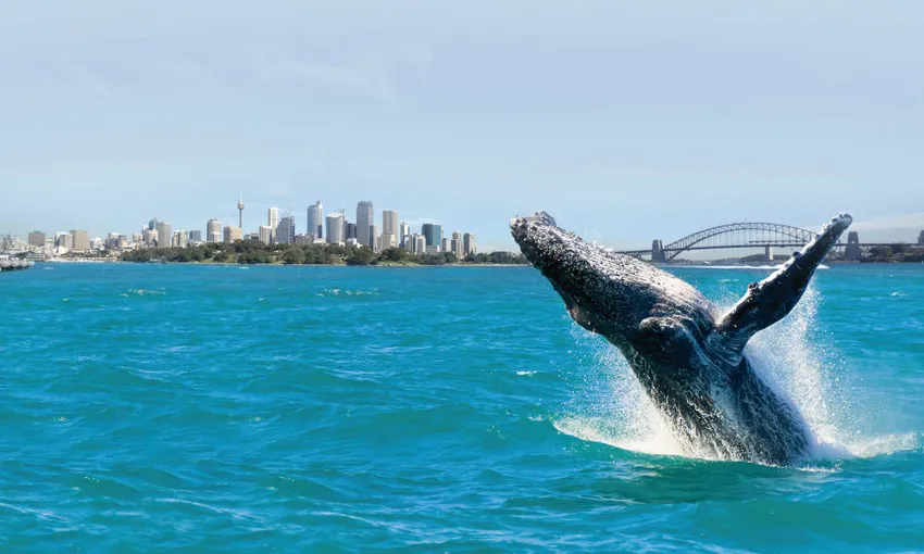 Sydney Breakfast Whale Watch Cruise | Experience Oz