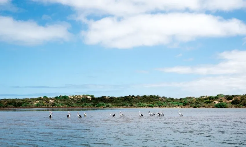 Half Day Cruise to Coorong National Park | Experience Oz