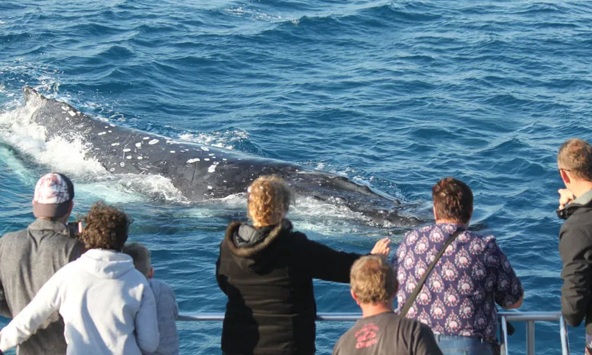 Half Day Hervey Bay Whale Watch Cruise - Book Now | Experience Oz