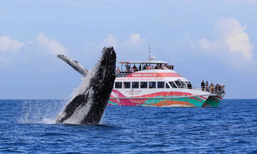 Half Day Hervey Bay Whale Watch Cruise - Book Now | Experience Oz