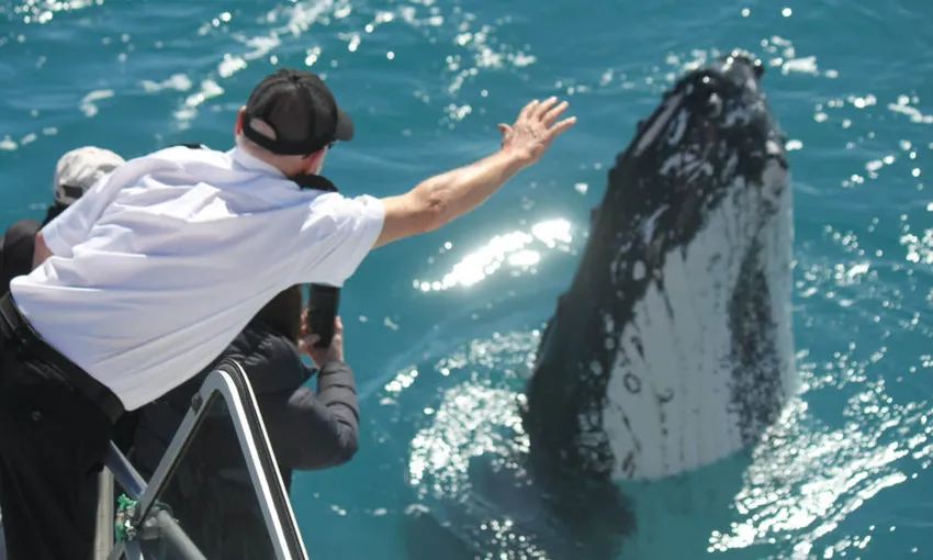 Half Day Hervey Bay Whale Watch Cruise - Book Now | Experience Oz