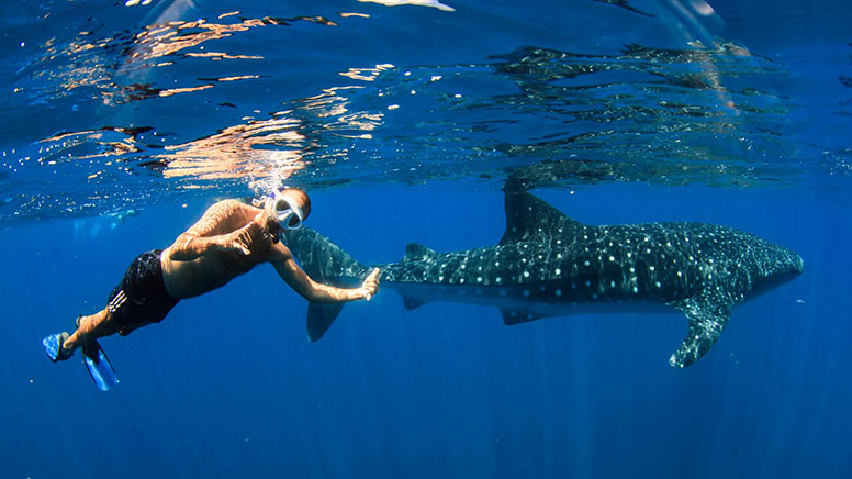 Whale Shark Sighting Eco Tour - Ningaloo WA