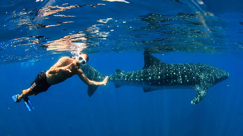 Whale Shark Sighting Eco Tour - Ningaloo WA