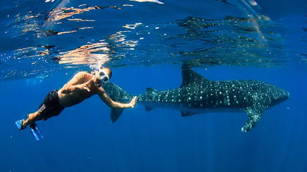 Whale Shark Sighting Eco Tour - Ningaloo WA