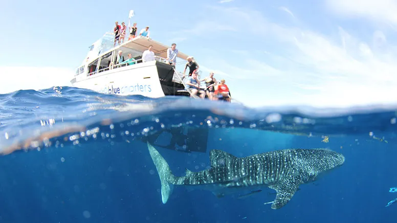 Whale Shark Sighting Eco Tour - Ningaloo WA