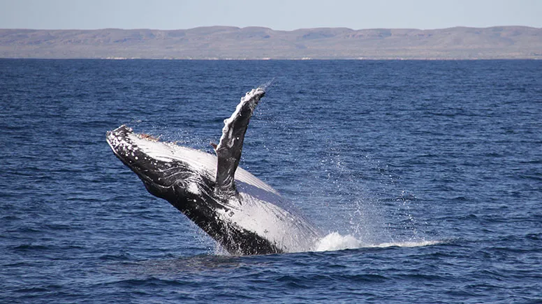 Whale Shark Sighting Eco Tour - Ningaloo WA