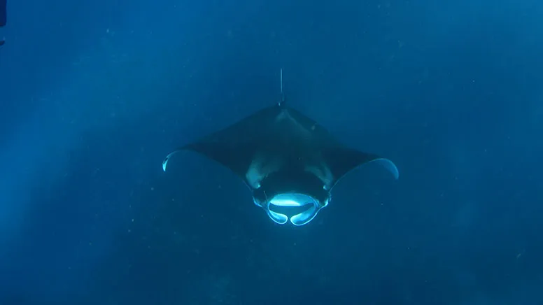 Whale Shark Sighting Eco Tour - Ningaloo WA