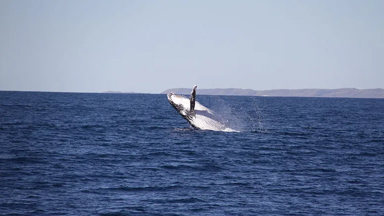 Whale Shark Sighting Eco Tour - Ningaloo WA