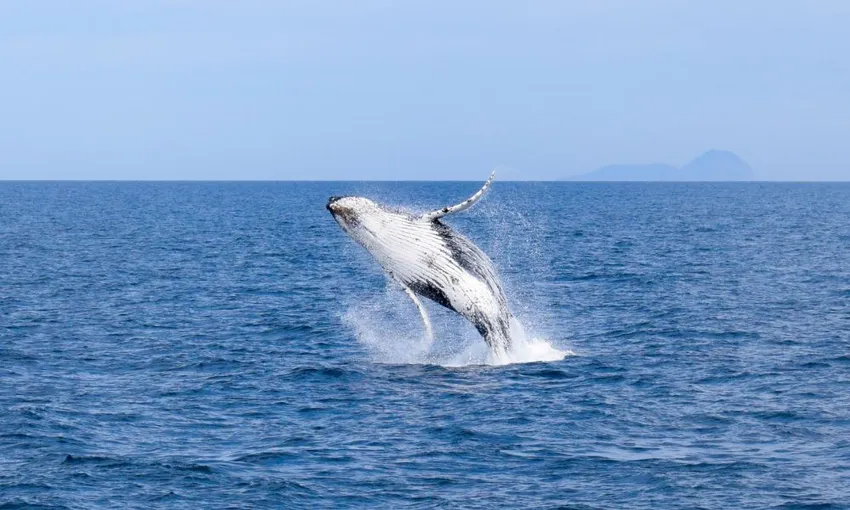 Wilson Prom Whale Cruise - 6 Hours | Experience Oz