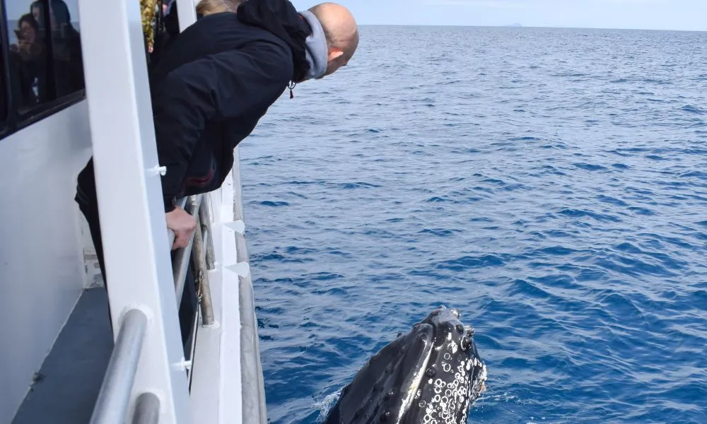 Wilson Prom Whale Cruise - 6 Hours | Experience Oz-4