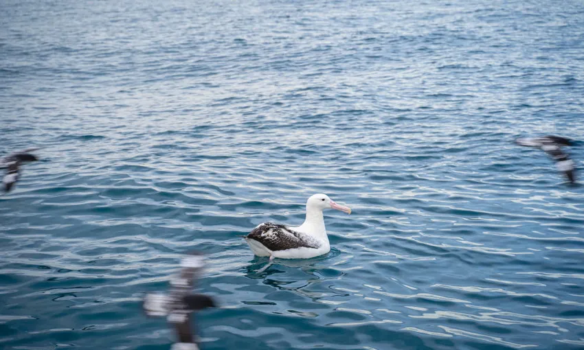 Otago Peninsula Wildlife Cruise | Experience OZ + NZ
